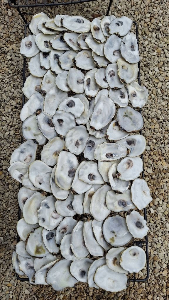 100 platte oesterschelpen (deksels) voor DIY, Ophalen of Verzenden, Gebruikt