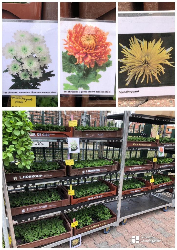 Troschrysant, pluischrysant, bolchrysant, spinchrysant, Tuin en Terras, Volle zon, Vaste plant, Herfst, Ophalen