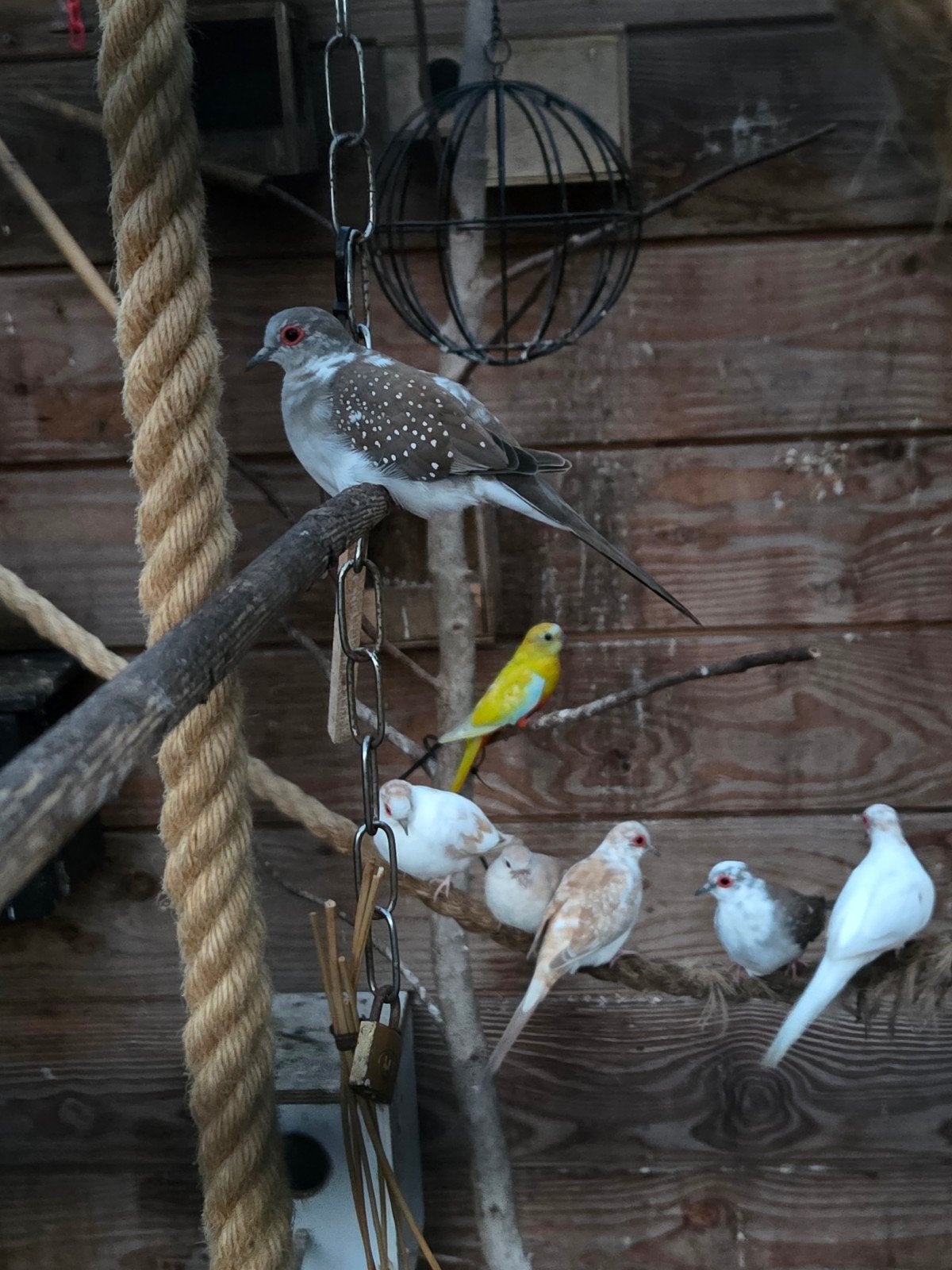 jonge bonte diamant duifjes, Dieren en Toebehoren, Meerdere dieren