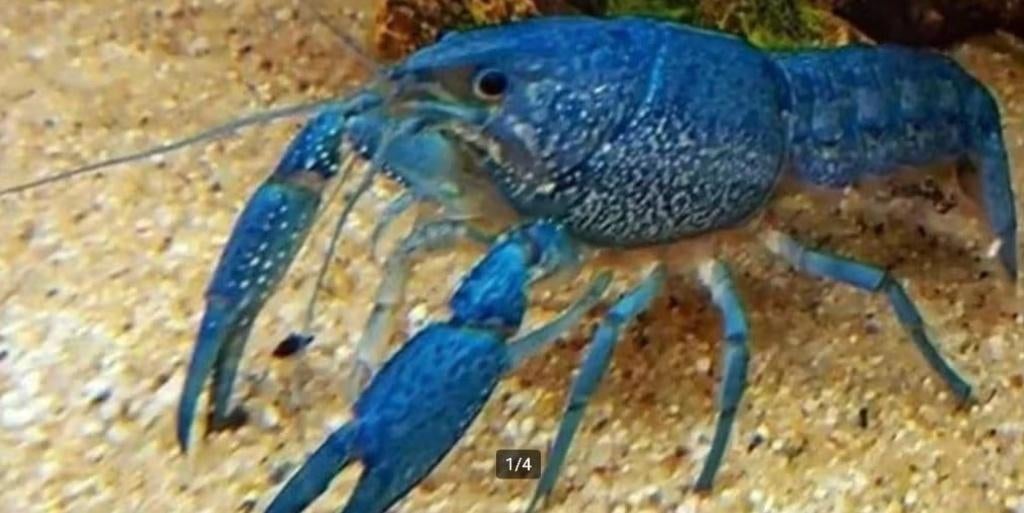 Procambarus Alleni - Blauwe Florida kreeft nu 3-8 cm, Kreeft, Krab of Garnaal, Zoetwatervis