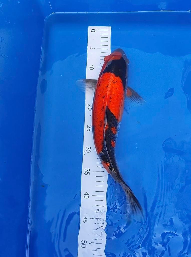 Japanse koi Goshiki 43 cm, Dieren en Toebehoren, Vissen | Vijvervissen, Karper of Koi