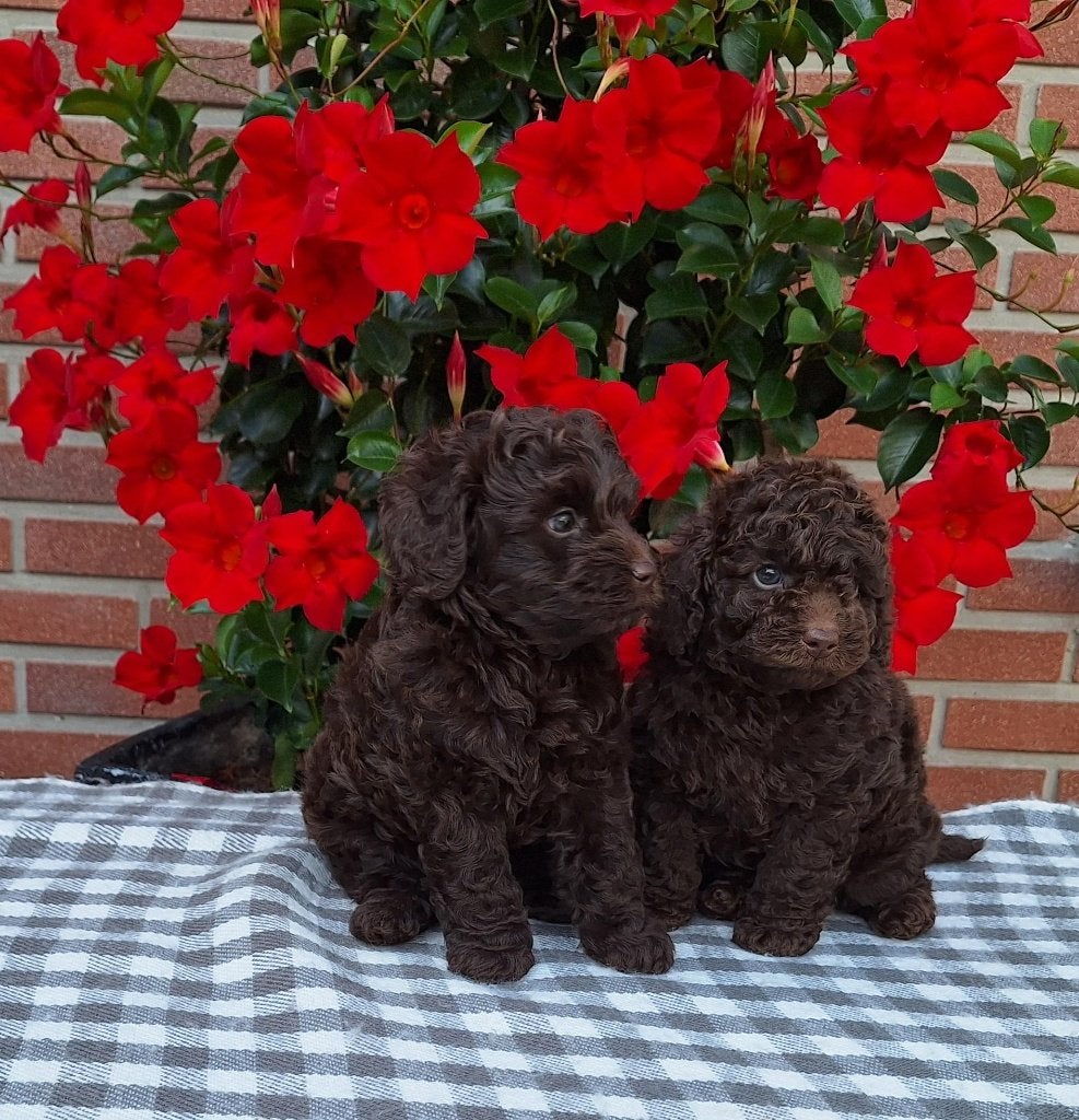 Schitterende bruine toypoedel pups, Poedel, Reu, CDV (hondenziekte), 8 tot 15 weken