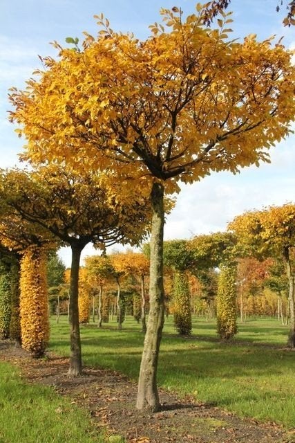 Bomen voor haardhout, Ophalen of Verzenden, Volle zon, Overige soorten