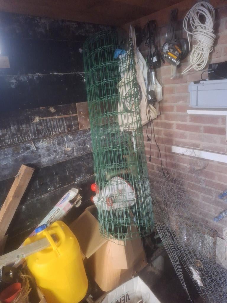 Tuinnetten, Meerdere dieren, Kleurkanarie