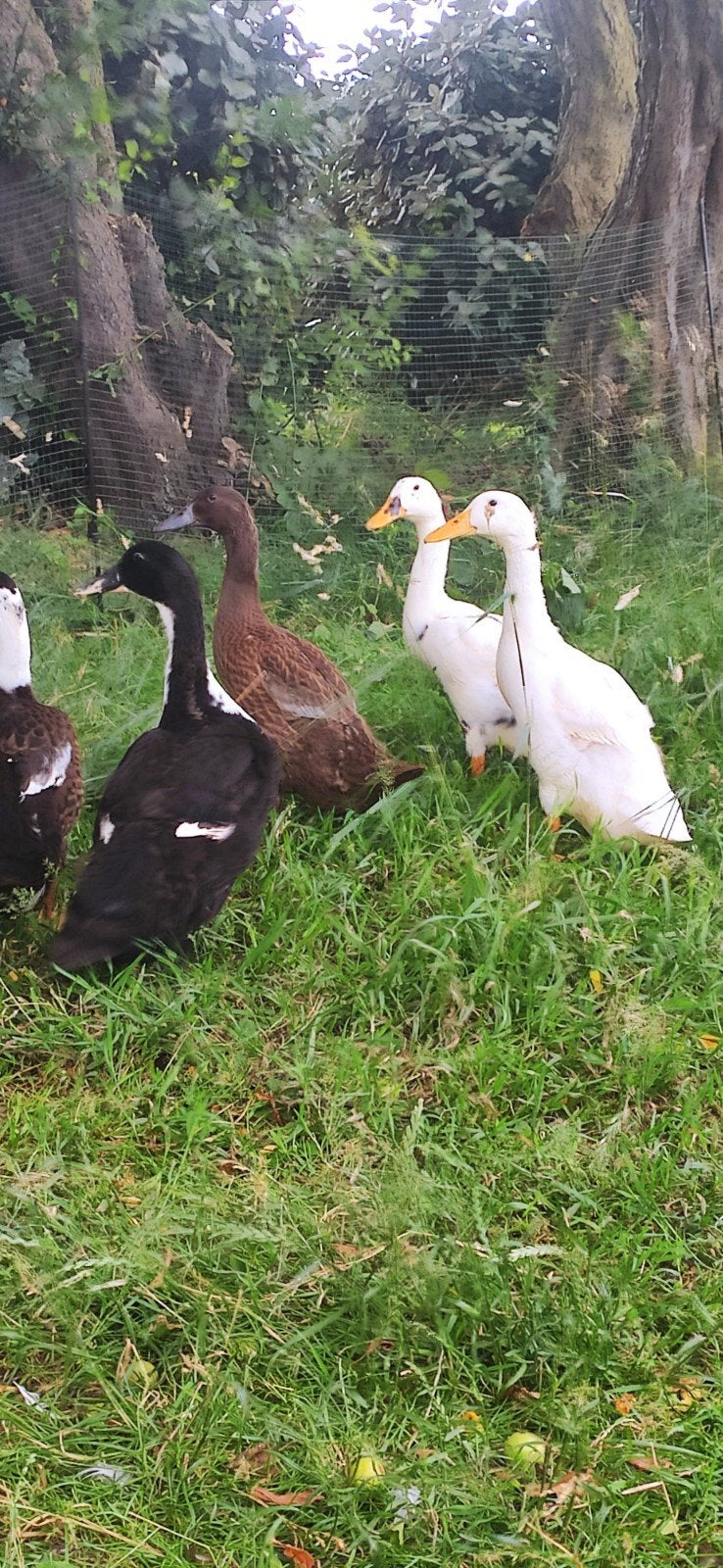 Loopeenden, Dieren en Toebehoren, Pluimvee, Meerdere dieren, Eend