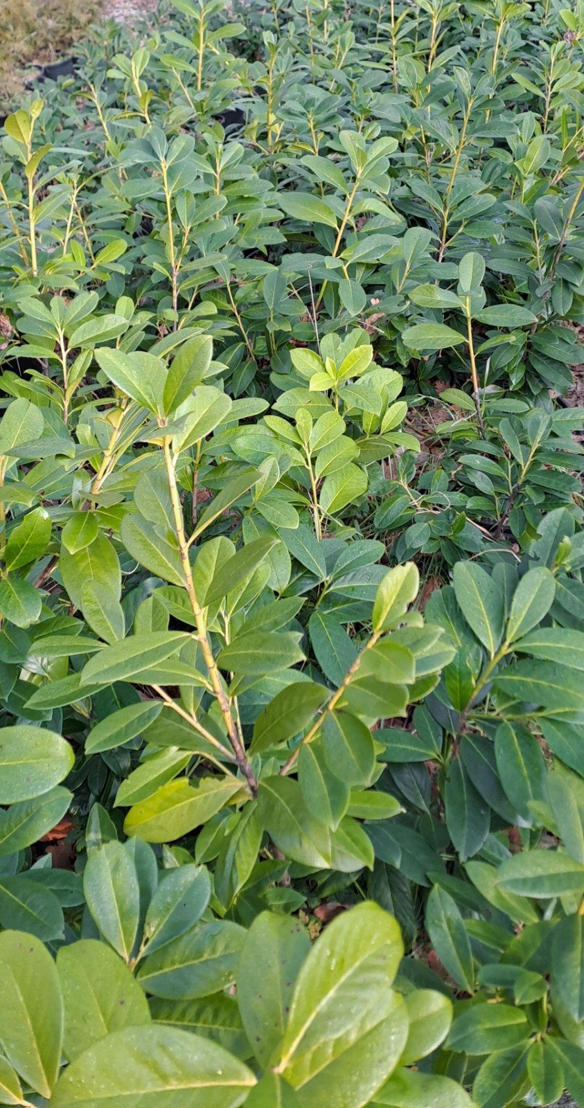 laurier, Ophalen, Laurier, 100 tot 250 cm