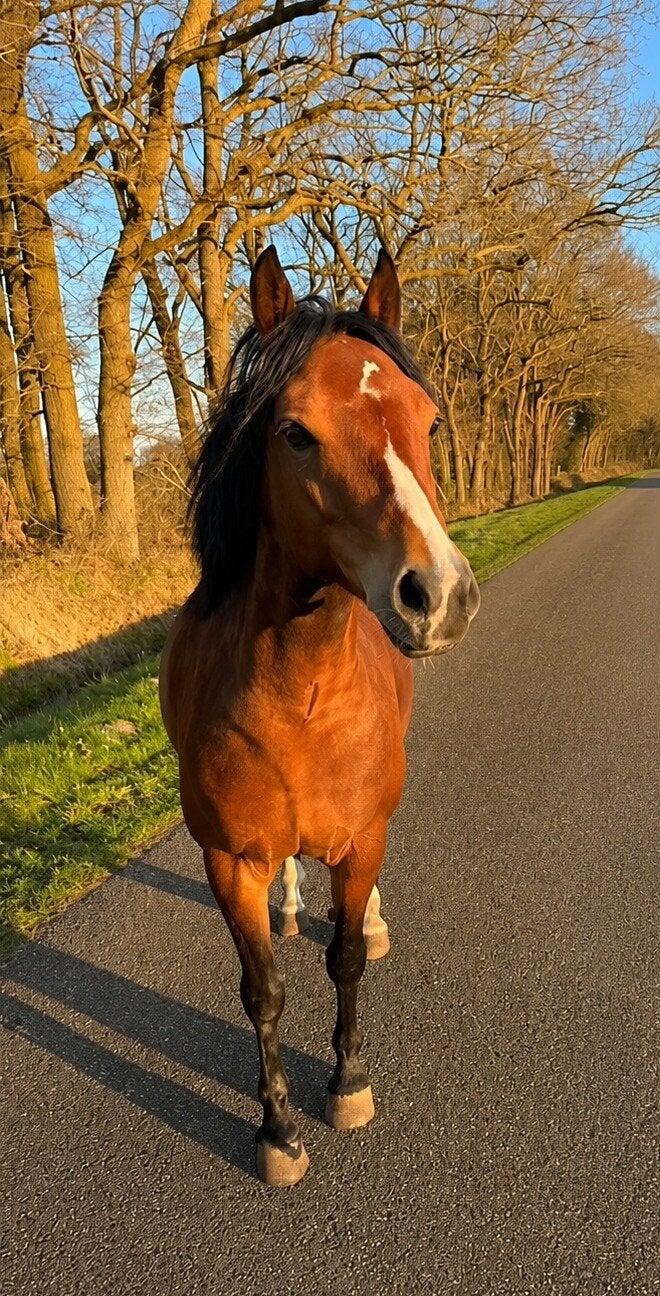 drachtige welsh merrie, Dieren en Toebehoren, Pony's, Merrie, Met stamboom, Zadelmak, 3 tot 6 jaar
