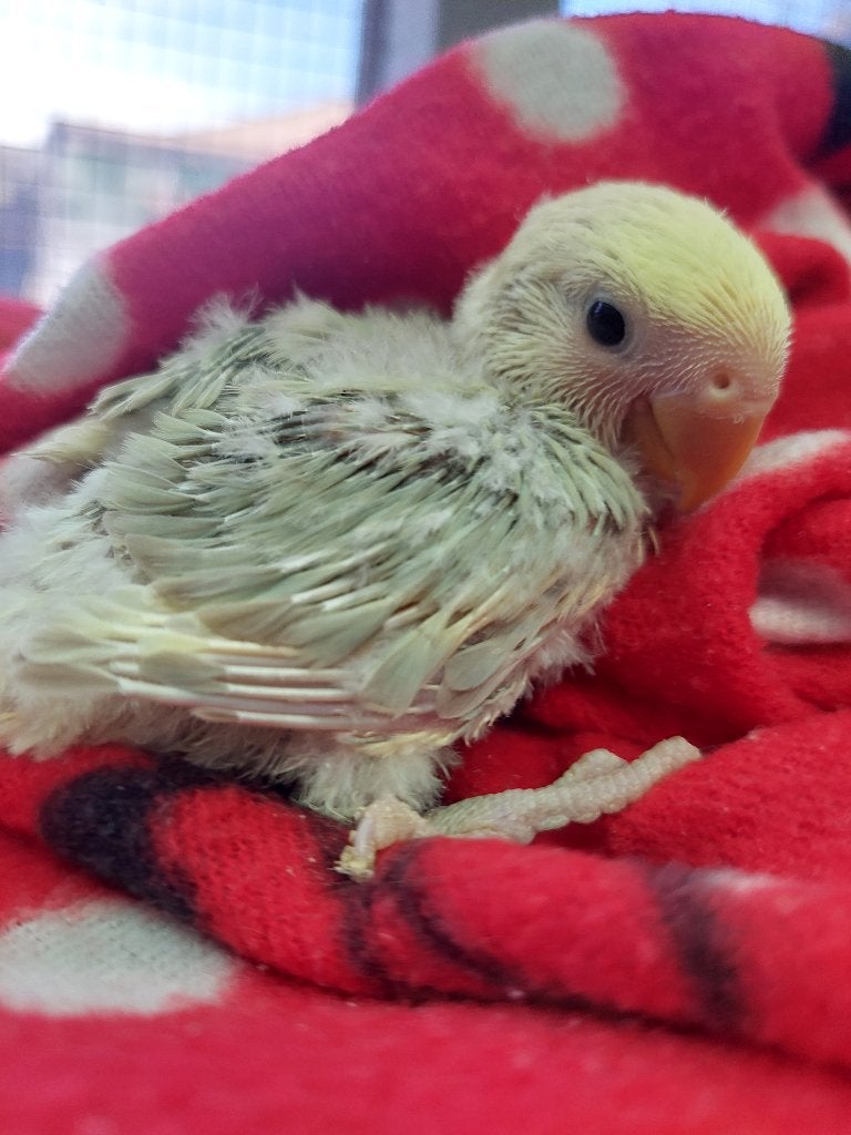 Agapornis baby handtam, Geslacht onbekend, Dwergpapegaai of Agapornis, Geringd