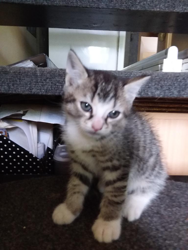 Kittens, Geslacht onbekend, 0 tot 2 jaar
