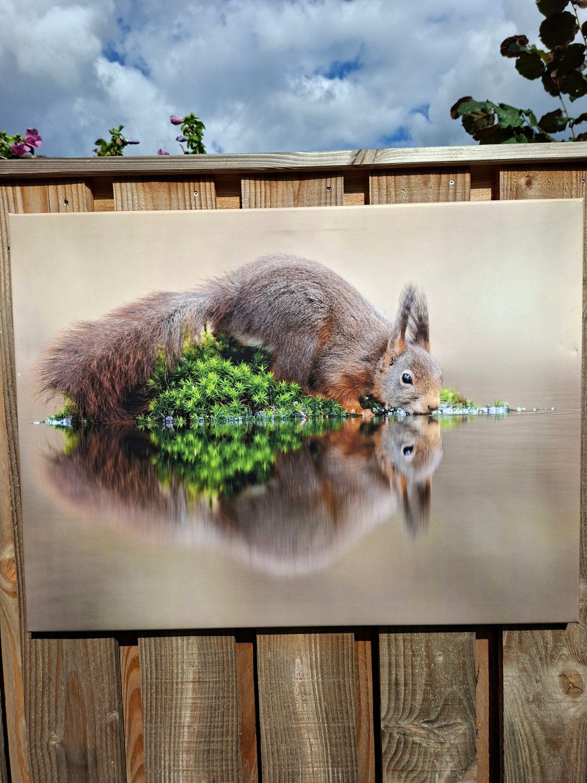 Natuurfotografie op doek: Eekhoorn drinkt met spiegelbeeld, Ophalen, Print, Print/reproductie, Met ophangsysteem