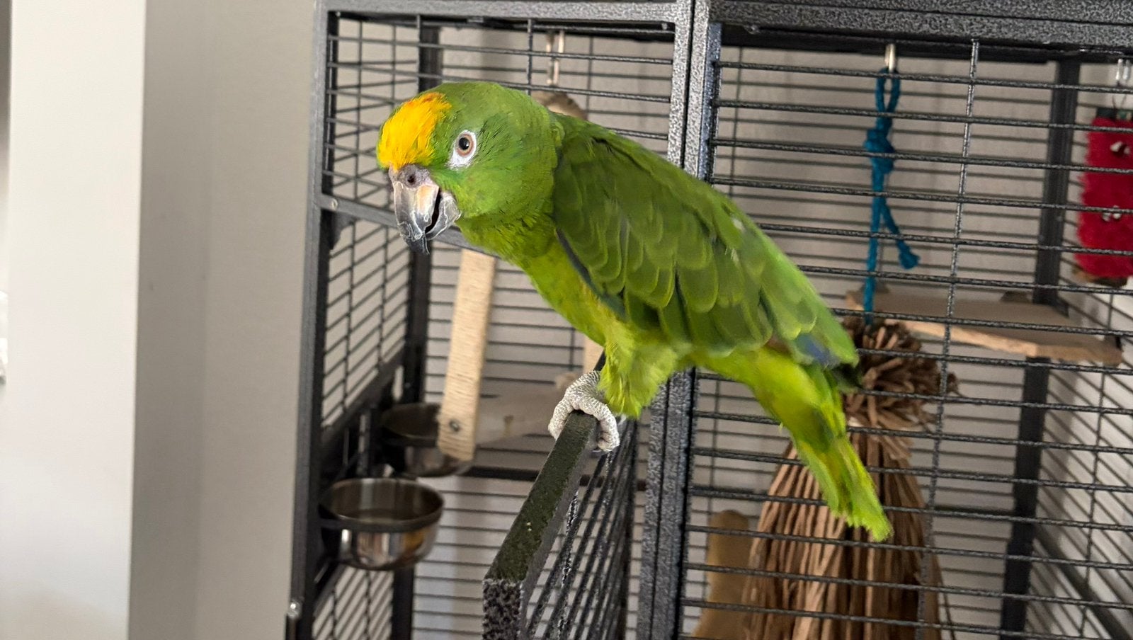 Geelvoorhoofd amazone, Dieren en Toebehoren, Vogels | Parkieten en Papegaaien, Mannelijk, Papegaai, Geringd