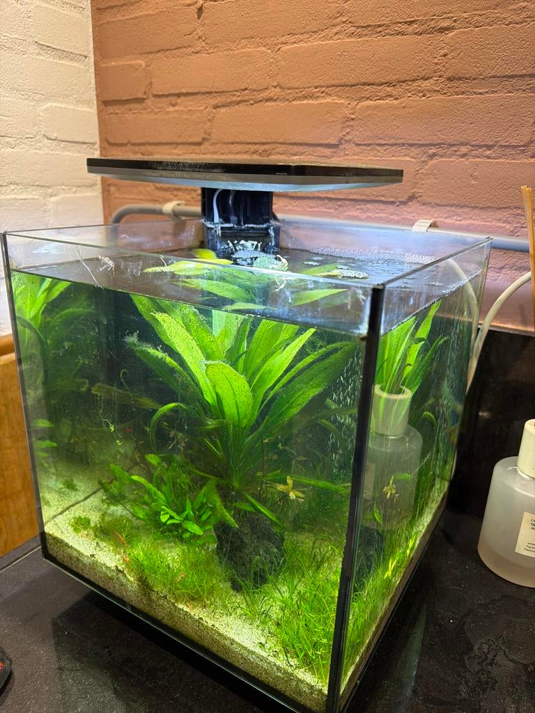 Leuk aquarium met planten, Dieren en Toebehoren, Vissen | Aquaria en Toebehoren, Ophalen of Verzenden, Gebruikt
