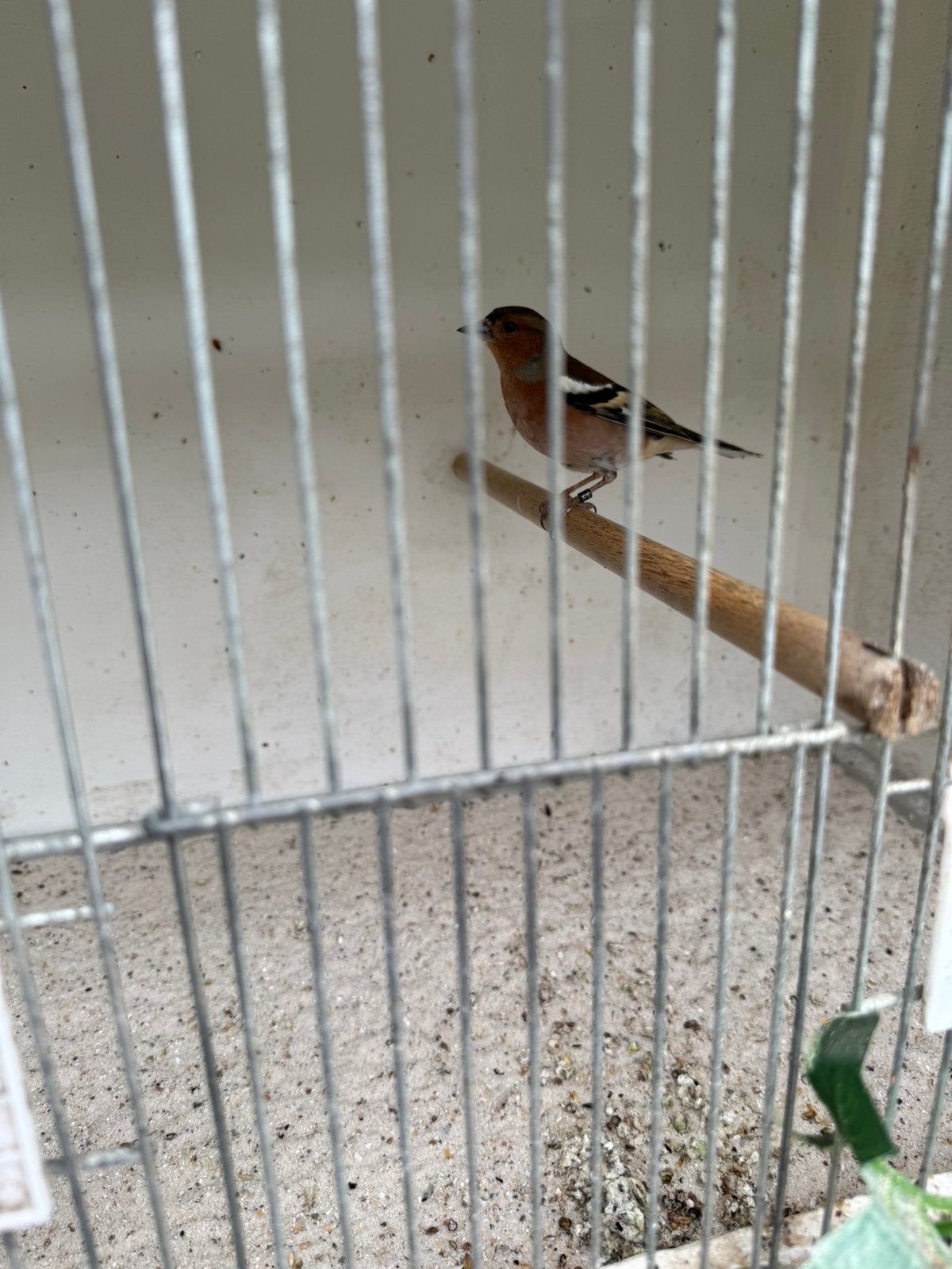 Europese vink man 2025, Dieren en Toebehoren, Vogels | Overige Vogels, Mannelijk, Wildzangvogel