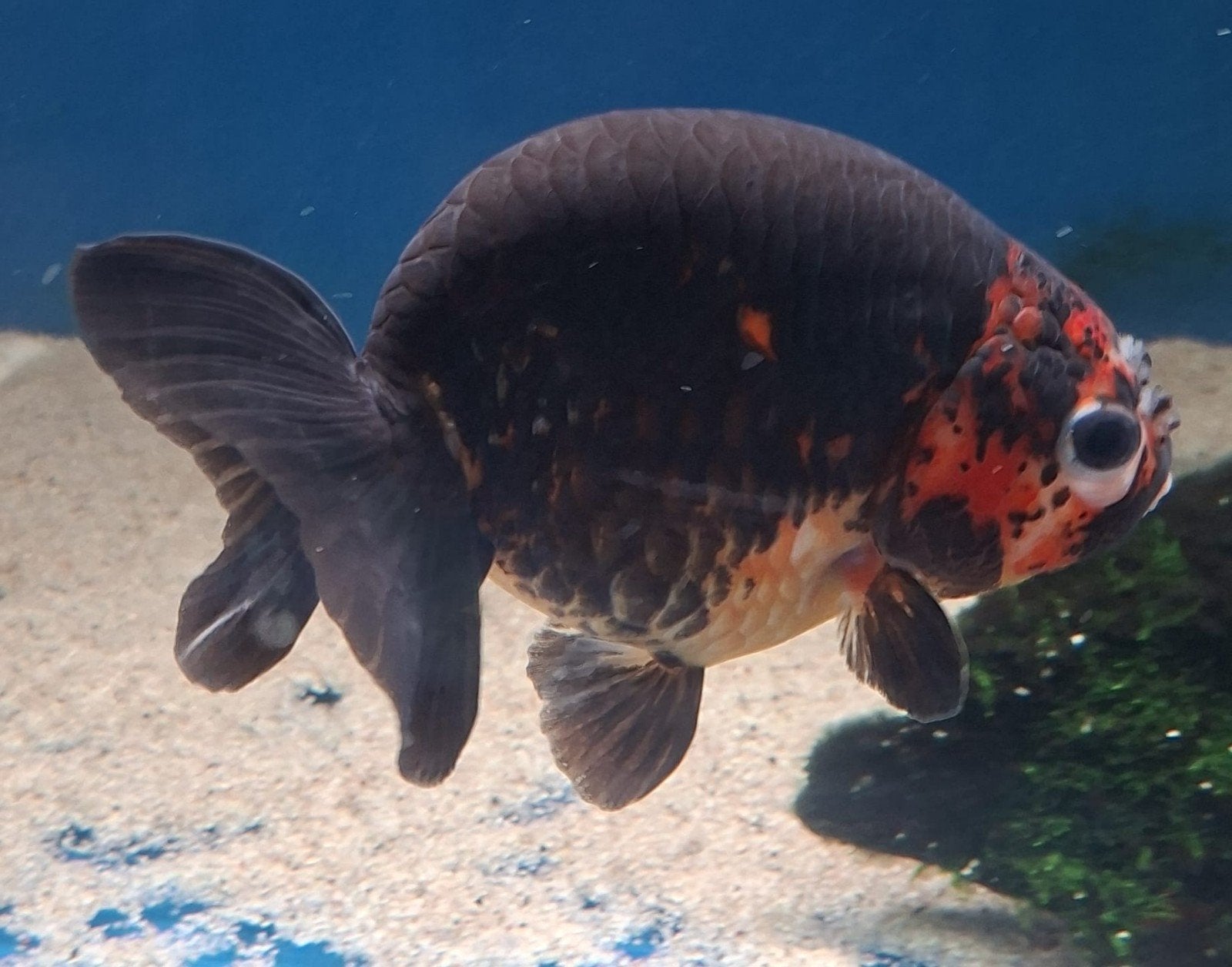 ranchu en oranda, Dieren en Toebehoren