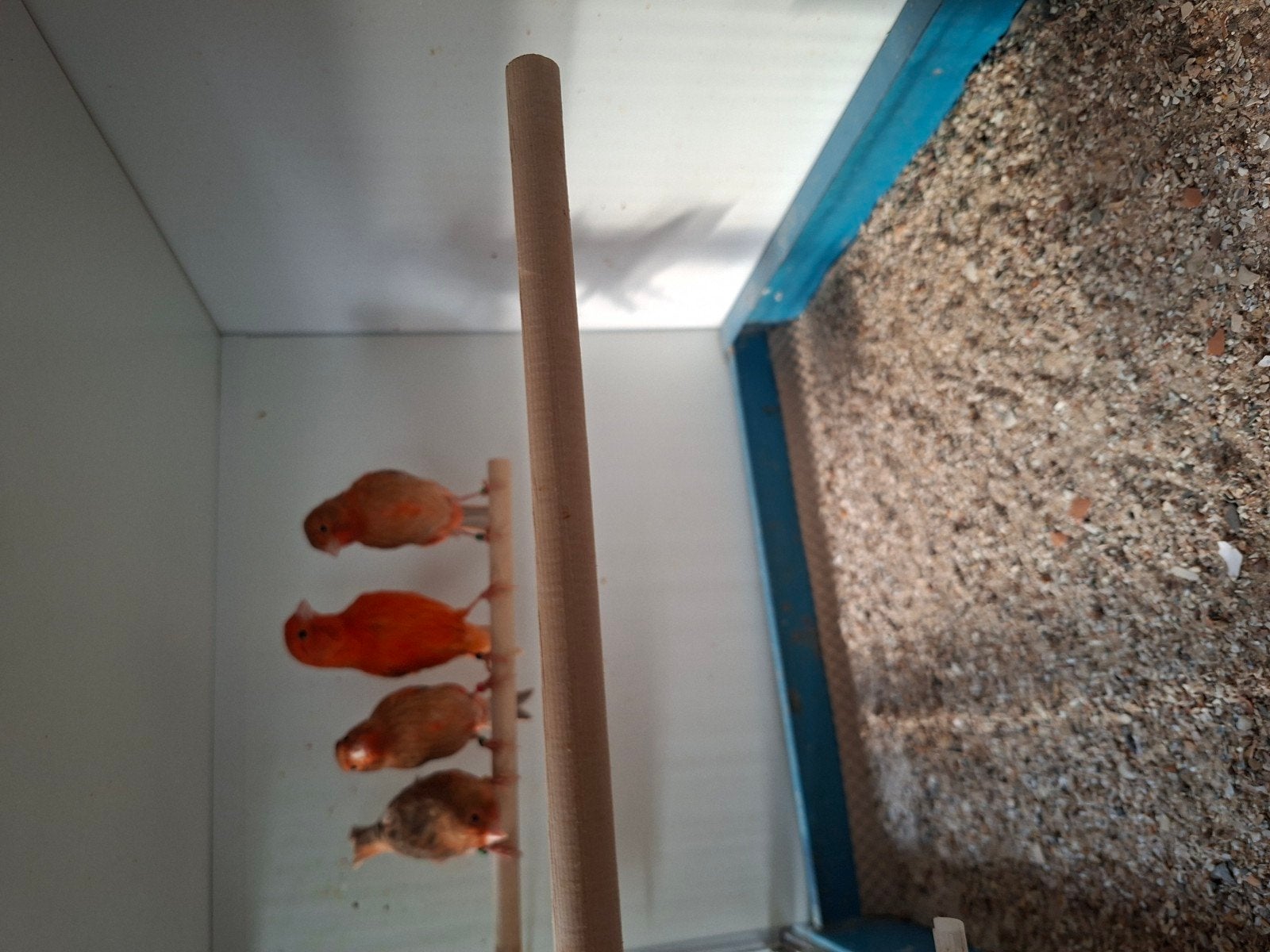 gezocht roodisabel kanaries, Meerdere dieren, Kleurkanarie