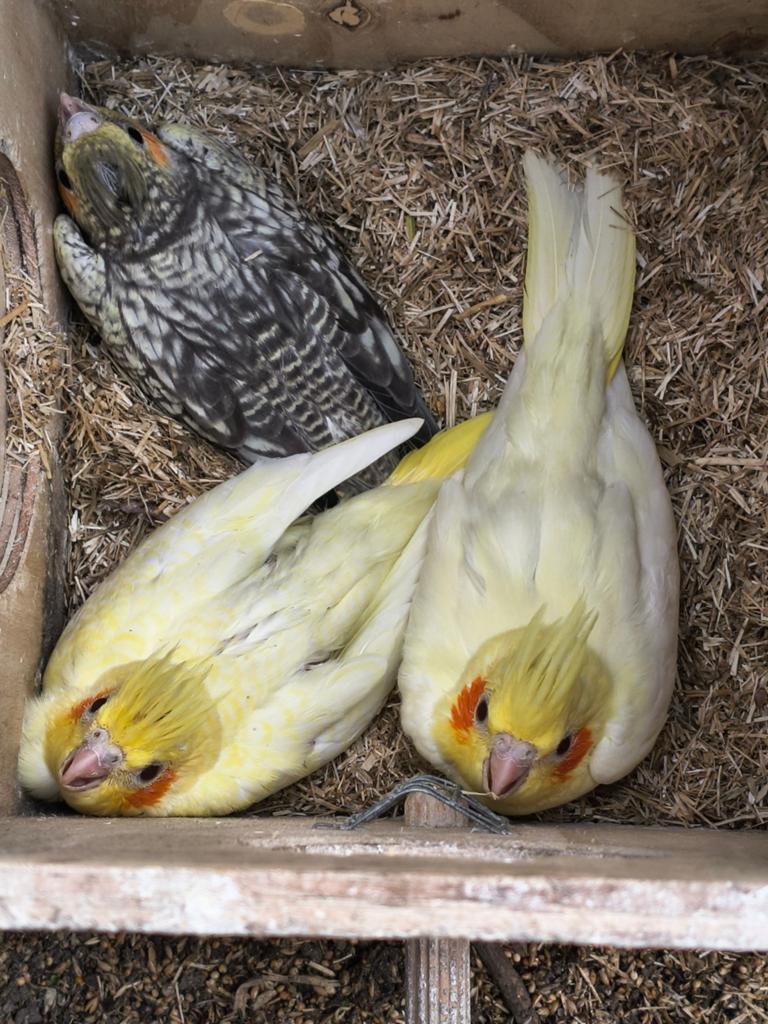 Jonge valkparkieten, Dieren en Toebehoren, Vogels | Parkieten en Papegaaien, Meerdere dieren, Parkiet, Tam