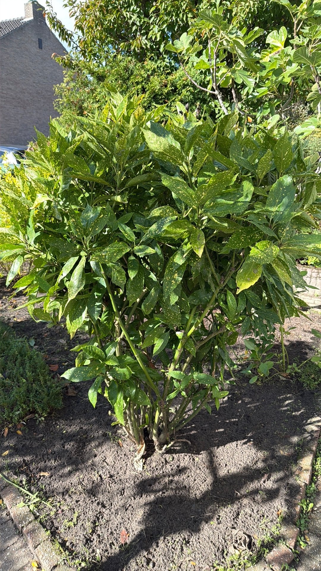 Haagplant: Broodboom, geeft rode sierbessen, Ophalen, Overige soorten, 100 tot 250 cm