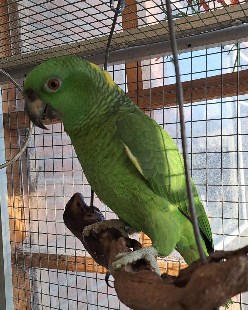 geelnek amazone, Dieren en Toebehoren, Vogels | Parkieten en Papegaaien, Vrouwelijk, Papegaai, Pratend