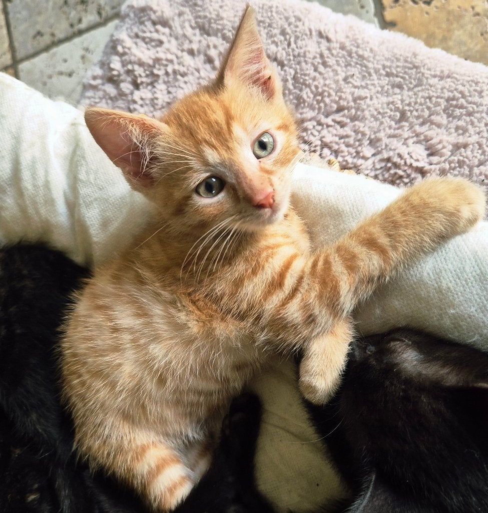 Super lieve aanhankelijke knuffel kittens in huis geboren., Meerdere dieren, Ontwormd, 0 tot 2 jaar