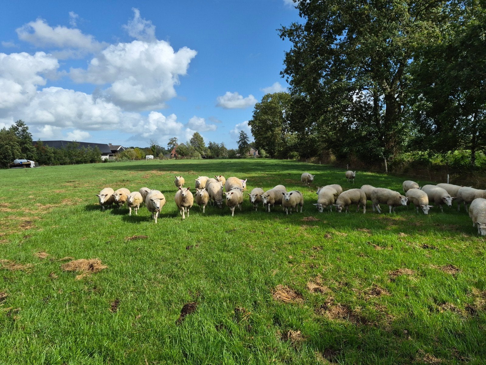 fokooien zwoegervrij, Vrouwelijk, Schaap