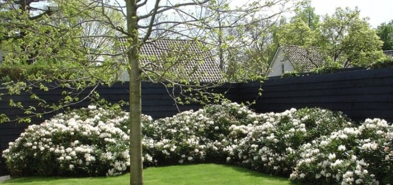 Rhododendron Cunningham's White (SUPER SCHERPE PRIJS!) €6,50, Overige soorten, Vaste plant, Ophalen of Verzenden, Halfschaduw