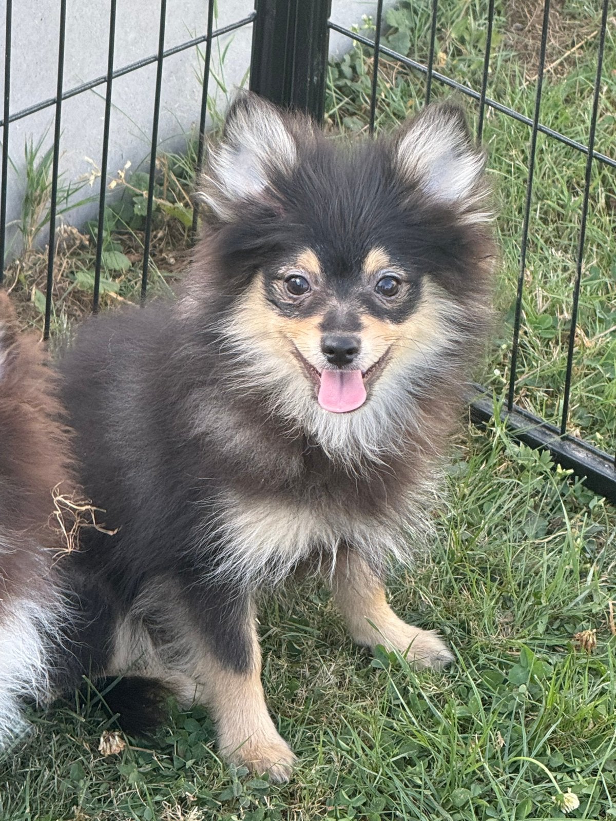Keeshond pup, België, Particulier, Keeshond, Reu
