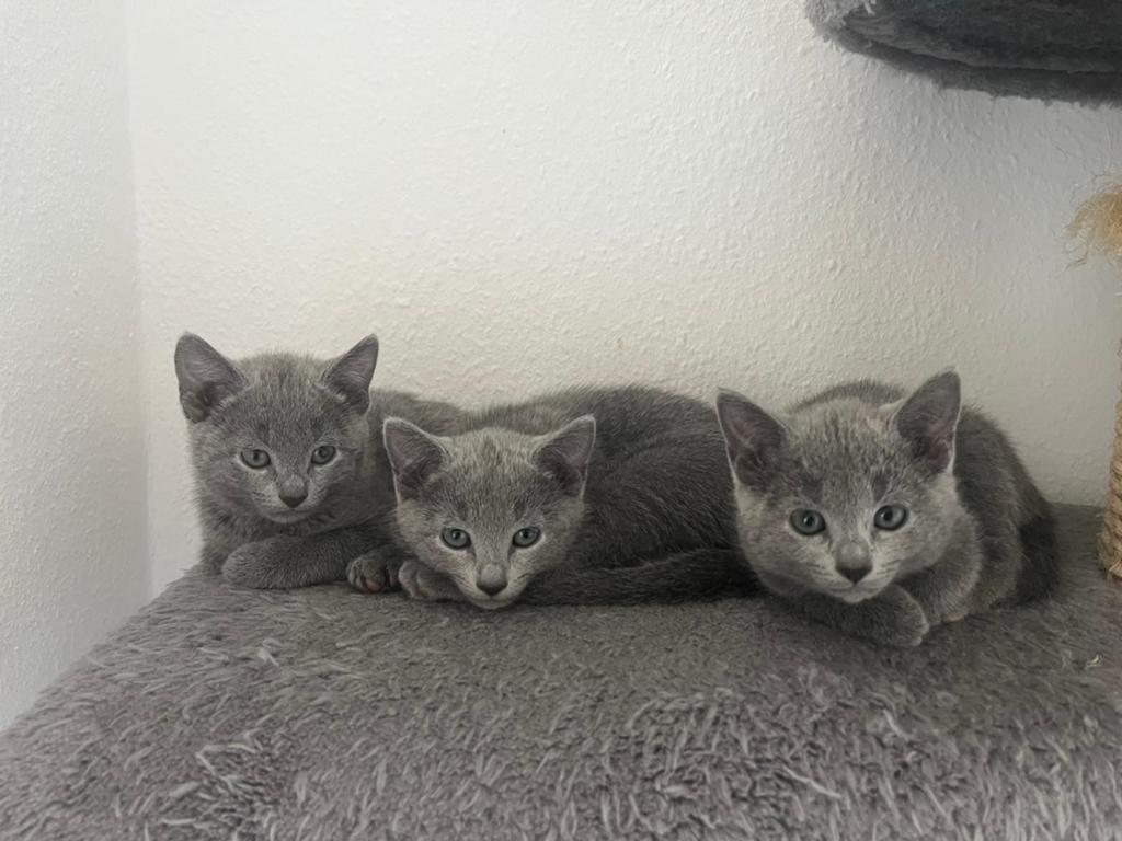 Vier prachtige Blauwe Rus kittens met stamboom, Poes, Met stamboom, 0 tot 2 jaar