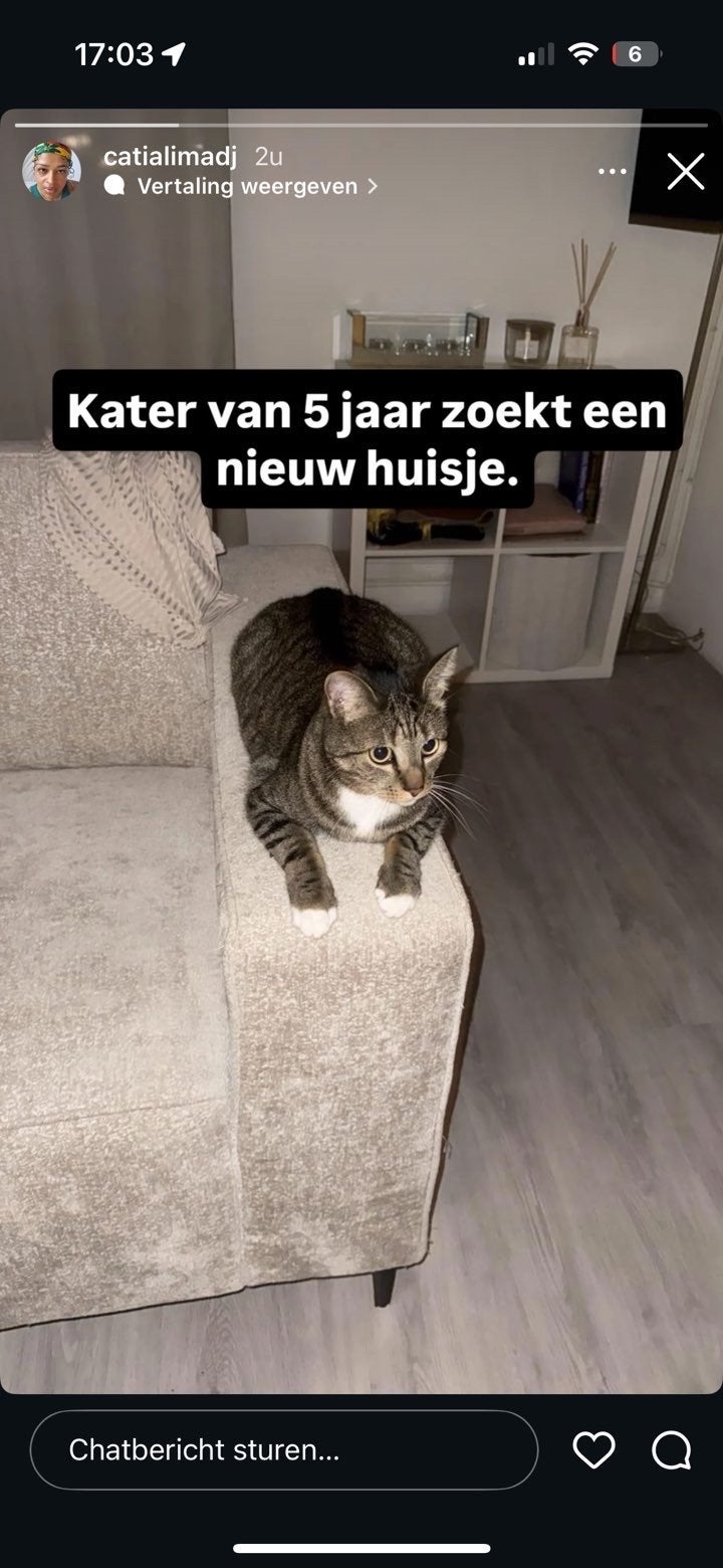 Kater zoekt nieuwe thuis, Dieren en Toebehoren, Kater