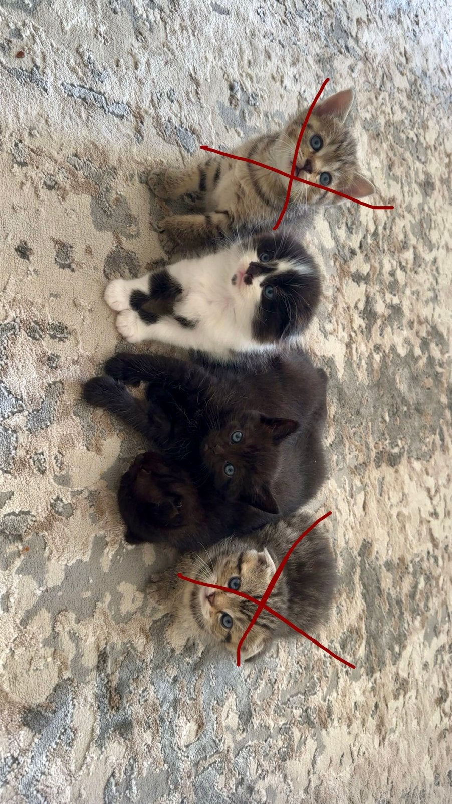 Kittens, Kater