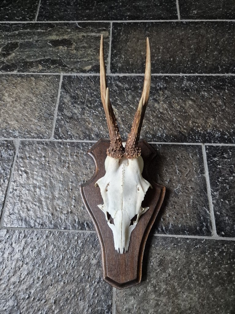 Prachtig Ree Gewei donker eiken schild Jacht Hut Mancave b3, Ophalen of Verzenden, Zo goed als nieuw, Hert, Gewei of Kop