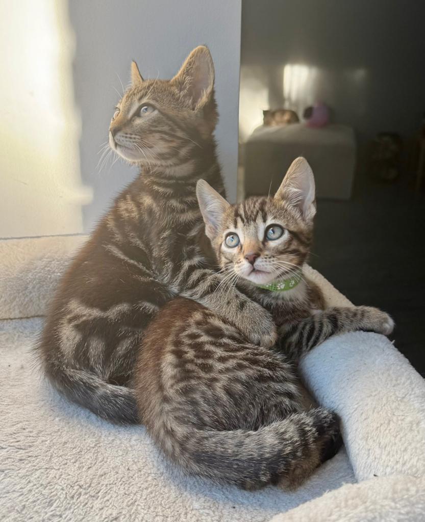 Beautiful Bengal Mix Kittens – Ready for Loving Homes, Meerdere dieren, Ontwormd, 0 tot 2 jaar