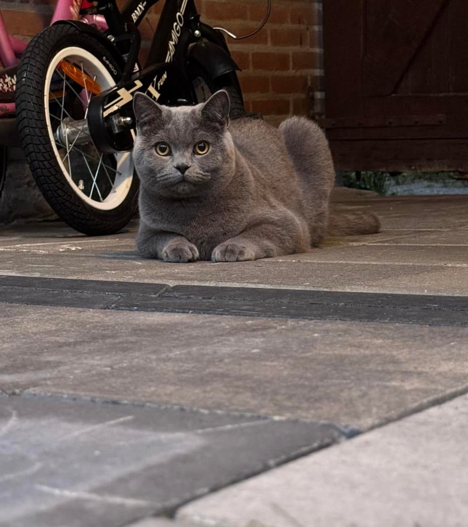 Herplaatsing Britse korthaar, Dieren en Toebehoren, Katten en Kittens | Overige Katten, Kater