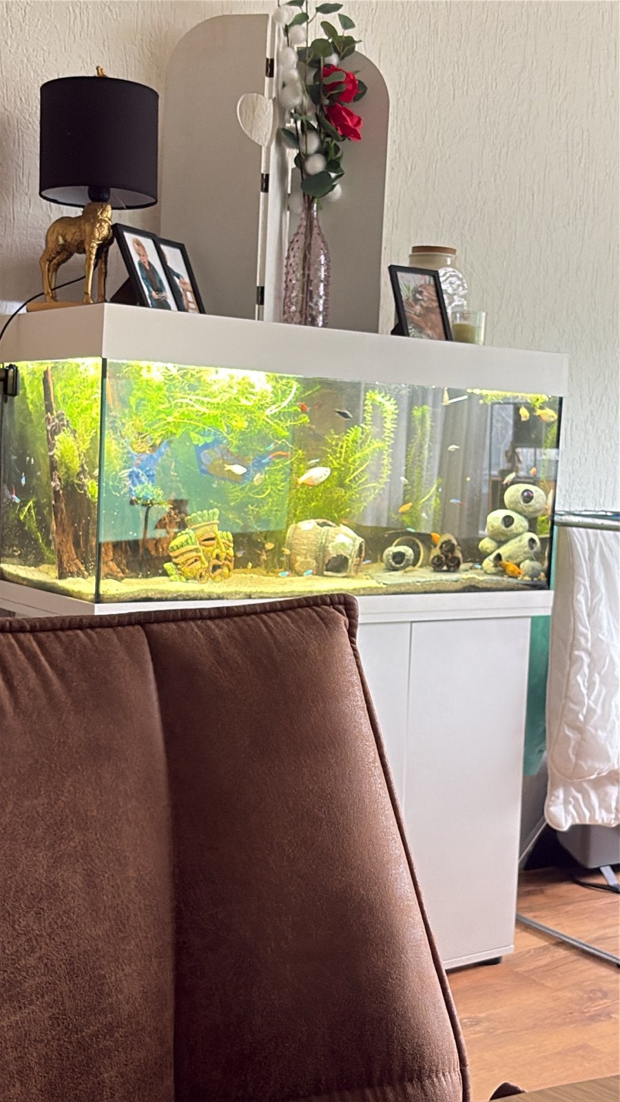 Aquarium, Ophalen of Verzenden, Zo goed als nieuw, Gevuld zoetwateraquarium
