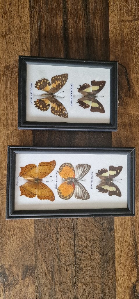 Opgezette vlinders, Ophalen of Verzenden, Zo goed als nieuw, Insect, Opgezet dier