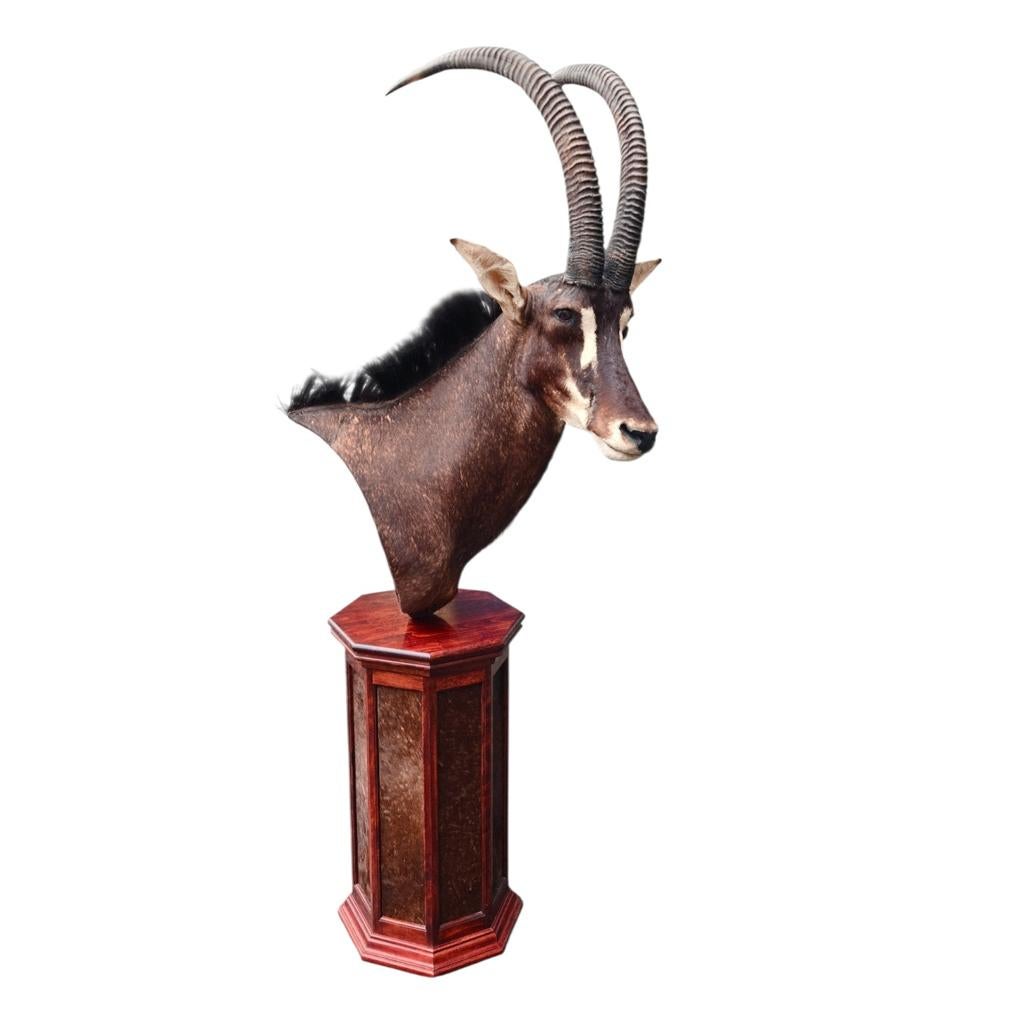 Sabelantilope schoudermontage op sokkel, Ophalen of Verzenden, Nieuw, Opgezet dier