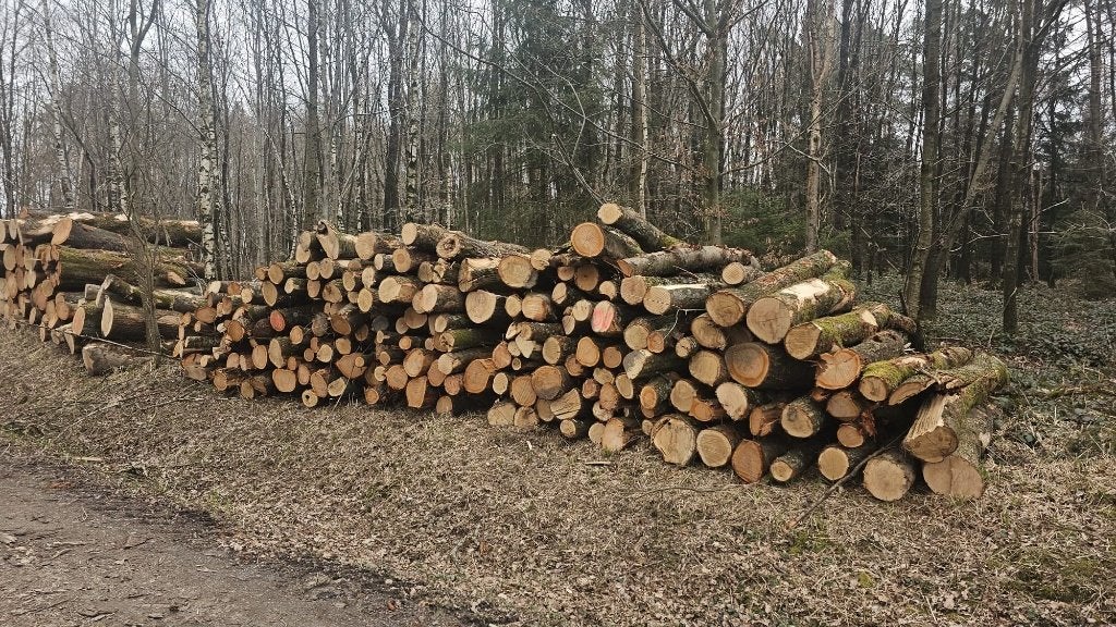 Brandhout / Rondhout te koop met bezorging!, Tuin en Terras, Haardhout, 6 m³ of meer, Ophalen, Overige houtsoorten, Stammen