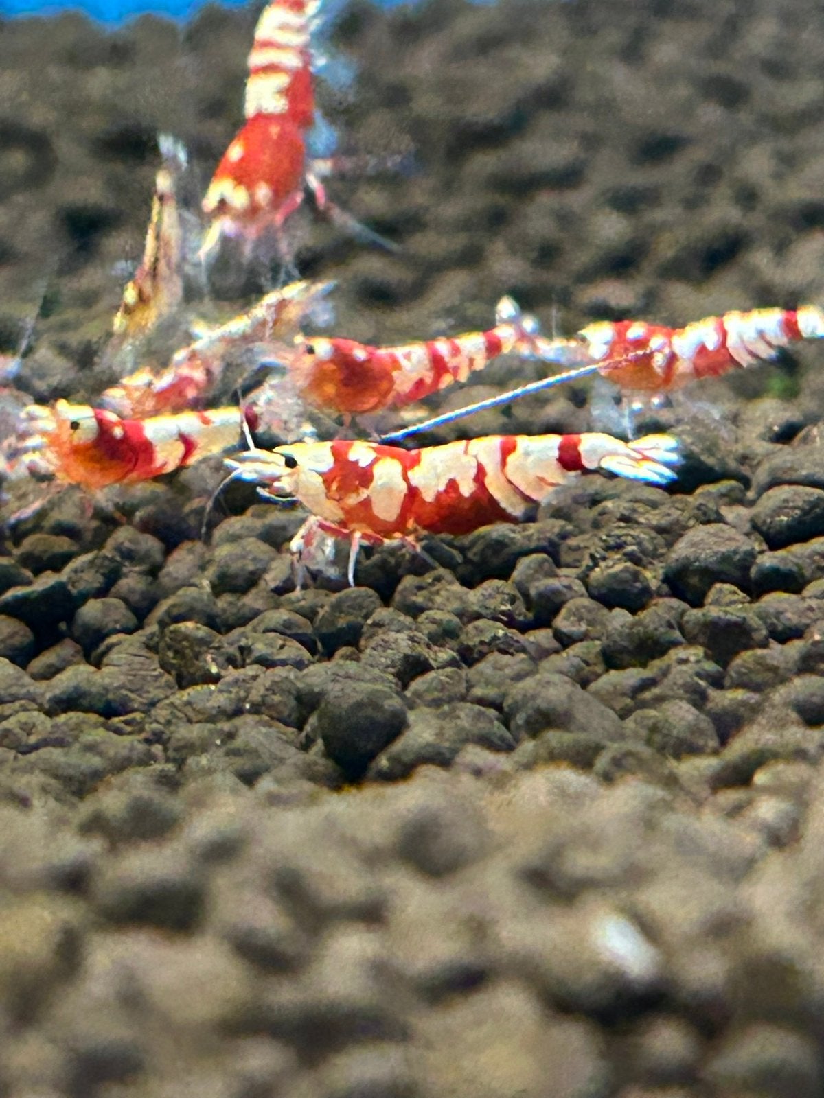 Kweekgroep fancy tiger Red garnalen 40 stuks, Kreeft, Krab of Garnaal, Zoetwatervis, Schoolvis