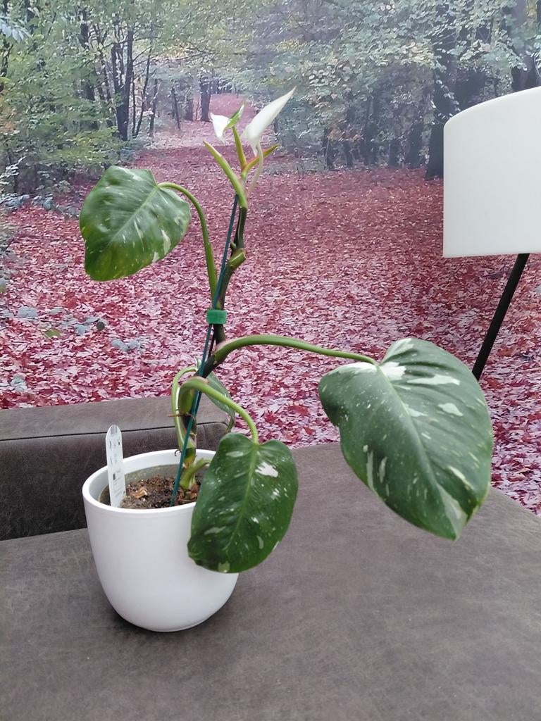 Philodendron White Princess, Ophalen of Verzenden, Halfschaduw, Minder dan 100 cm