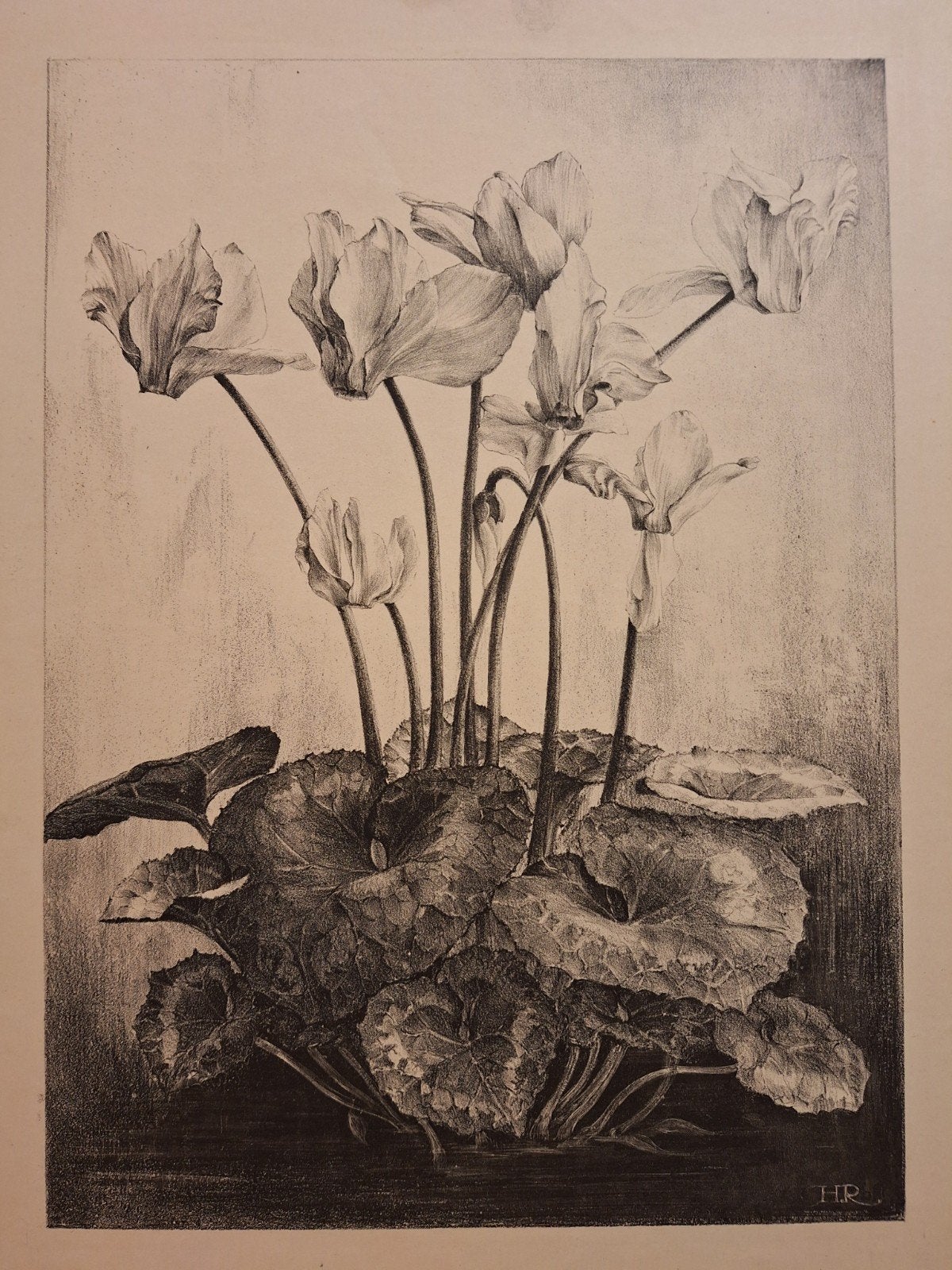 Lithografie Bloemen van Hendrik Rol, Antiek en Kunst, Kunst | Litho's en Zeefdrukken, Gesigneerd, Ophalen of Verzenden, Dieren en Natuur