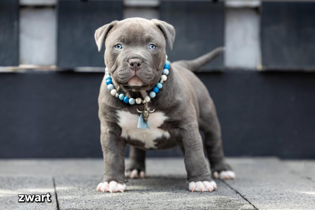 American pocket bully puppies mogen het nest verlaten, 8 tot 15 weken, Bulldog, Meerdere, Meerdere dieren