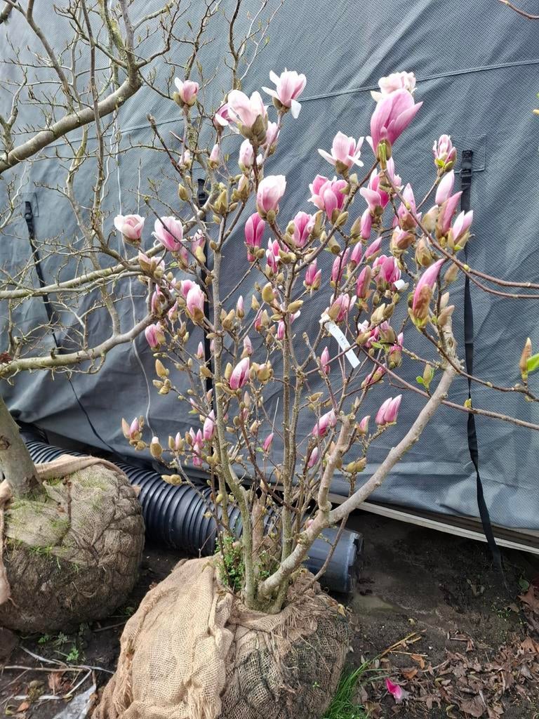 Leegverkoop kwekerij, Tuin en Terras, Planten | Bomen, Volle zon, 100 tot 250 cm, Zomer, Overige soorten