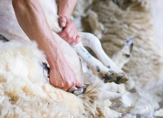 Alpaca's/Schapen scheren. Schapen scheerder gezocht?, Ophalen