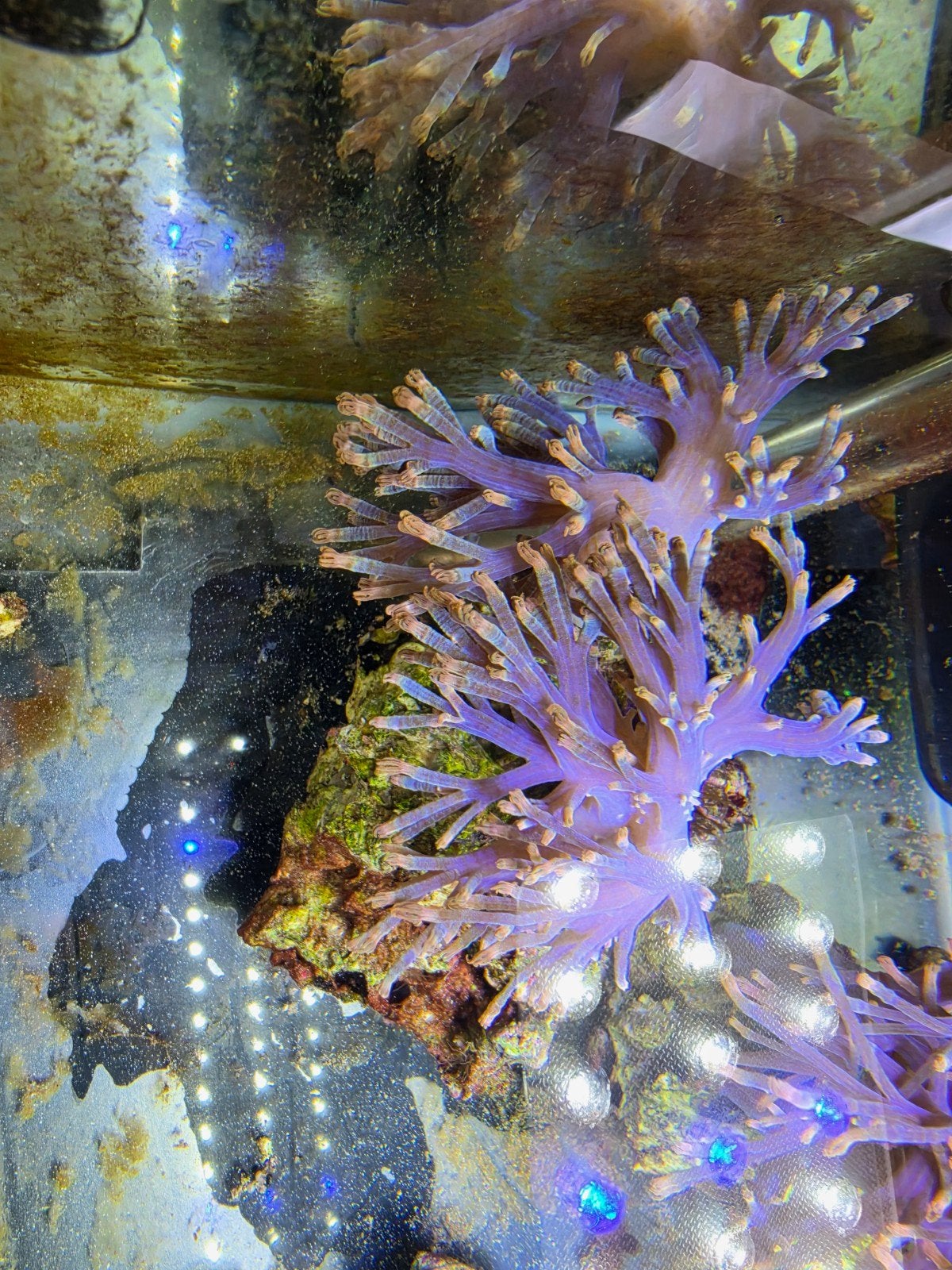cespitularia koraal, Vis, Zoutwatervis