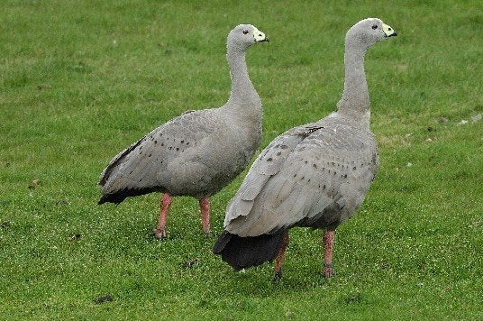 Zwanen Ganzen en Siereenden., Meerdere dieren, Gans of Zwaan