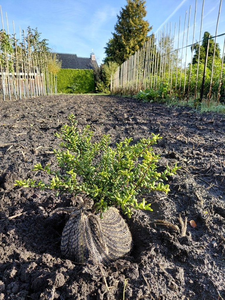 Ilex crenata Convexa, Japanse Hulst, Buxus vervanger, Ophalen, Hulst, Haag, Minder dan 100 cm