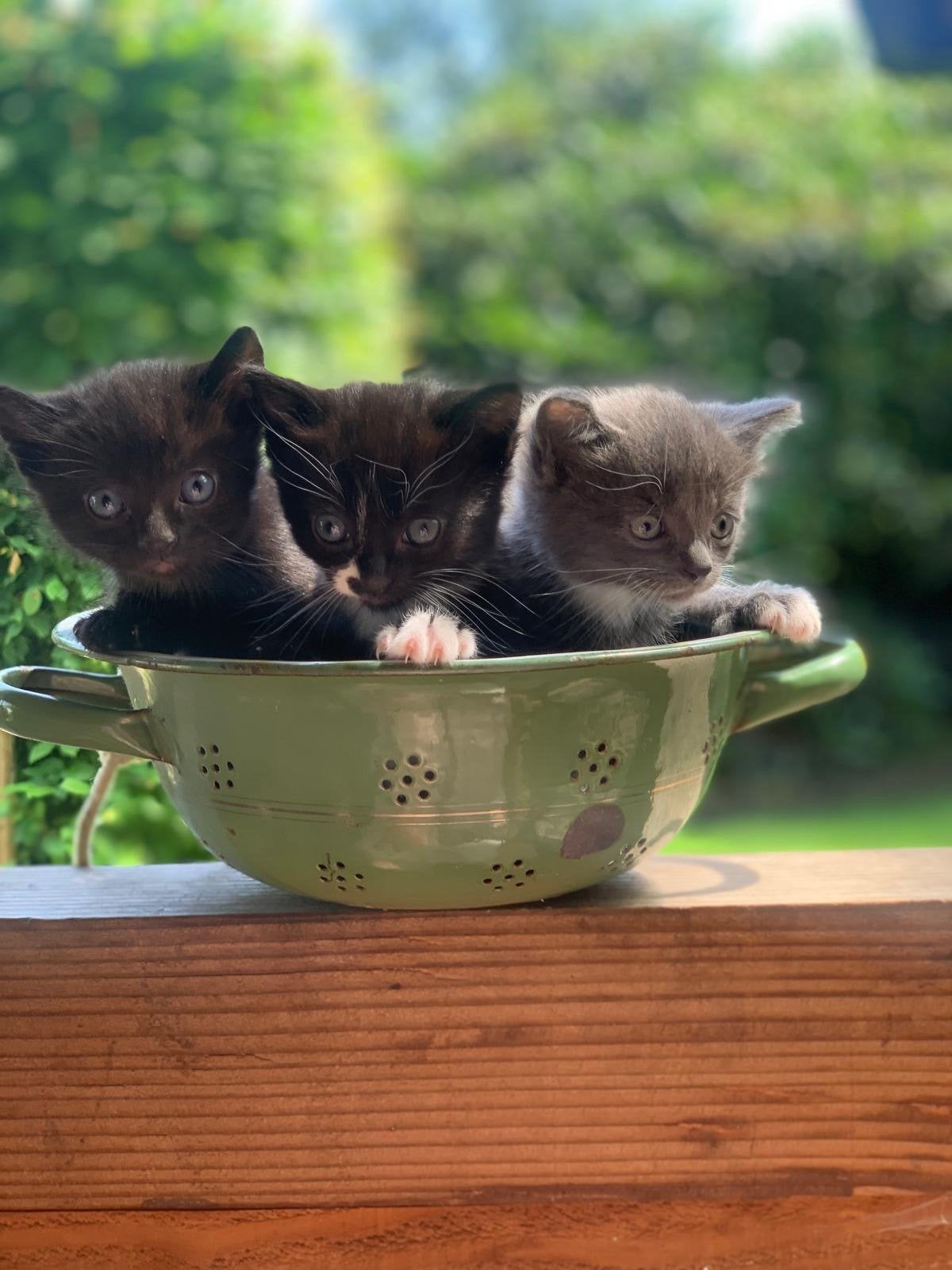 Kittens, Geslacht onbekend, Kortharig, 0 tot 2 jaar
