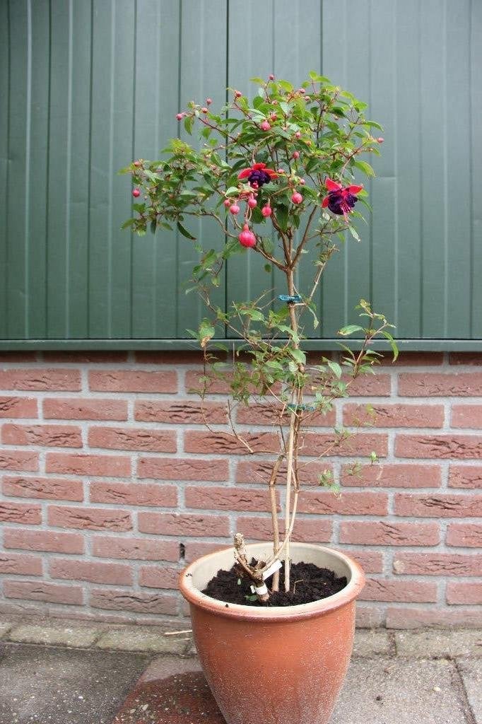 Sterke mooi bloeiende Fuchsia "Dark Eyes"., Tuin en Terras, Vaste plant, Halfschaduw, Zomer, Ophalen