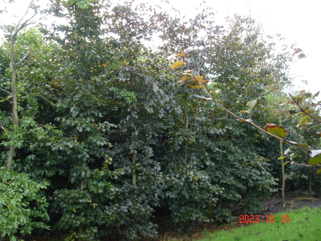 rode beuken bomen, Tuin en Terras, Lente, 400 cm of meer, Ophalen, Volle zon