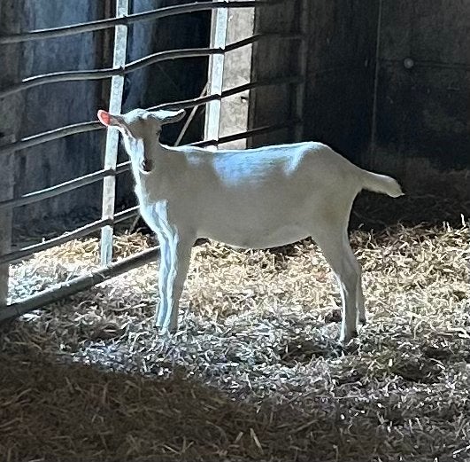 Te koop: mooi melkgeitenlam, Dieren en Toebehoren, Schapen, Geiten en Varkens, Vrouwelijk, Geit, 0 tot 2 jaar