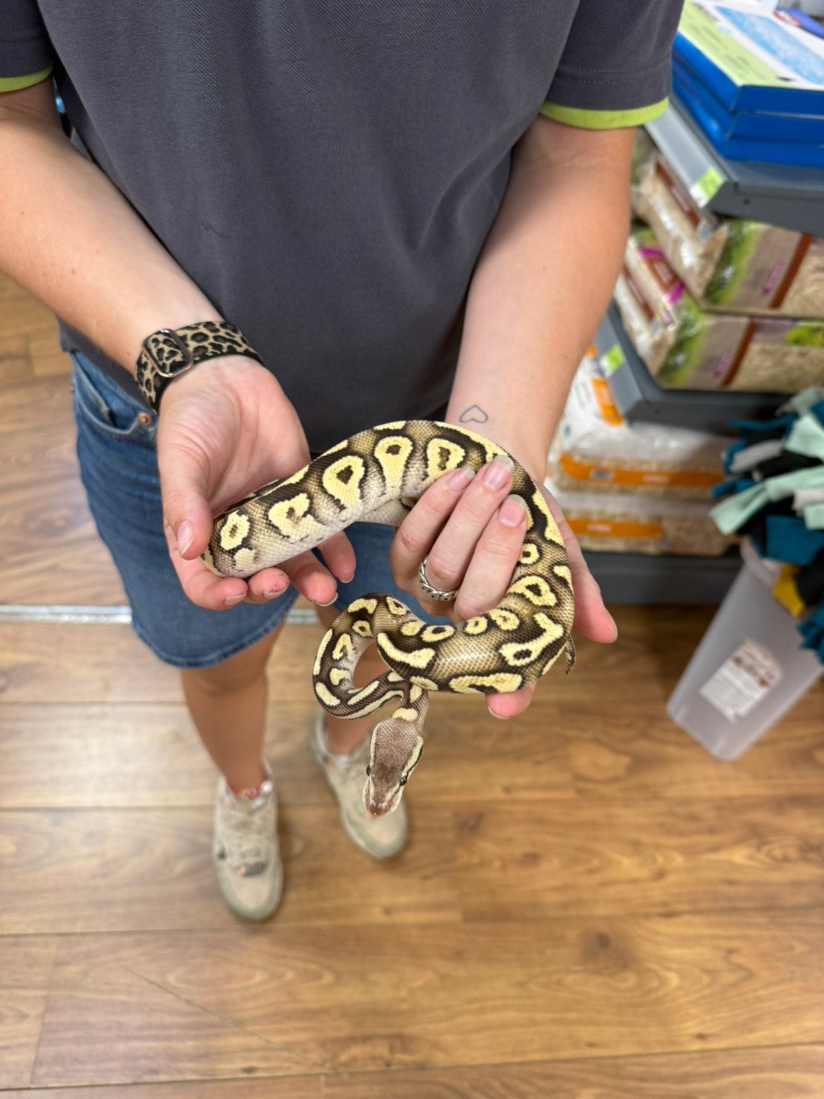Python Regius - koningspython, Slang, 0 tot 2 jaar